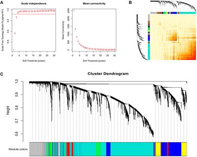 Identifying Key Genes and Functionally Enriched Pathways of Diverse Adipose Tissue Types in Cattle